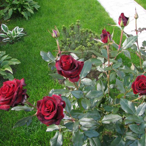 Rouge foncé - rosiers hybrides de thé